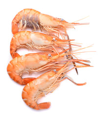 Boiled shrimp isolated on white background
