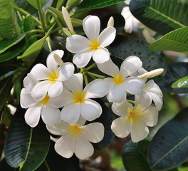 white and yellow frangipani flowers with leaves in background