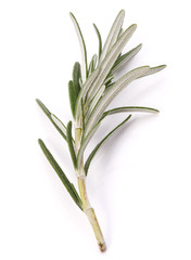 rosemary herb spice leaves isolated on white background cutout