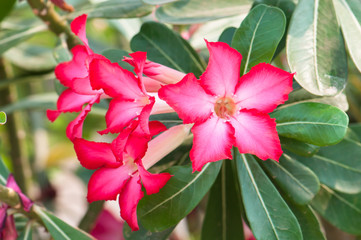 Adenium flower