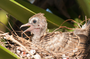 Baby birds in the nest