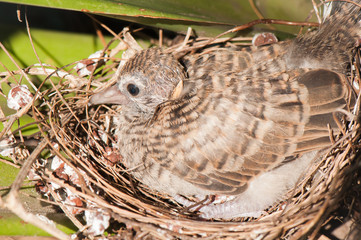 Baby birds in the nest