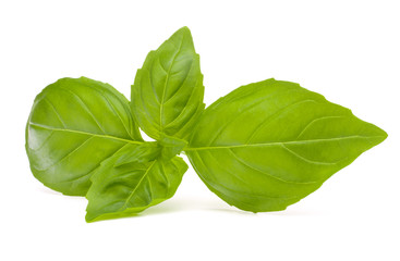 Sweet basil leaves