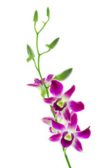 Orchind isolated white background
