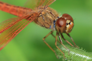 beautiful red dragonfly, small wildlife in natural