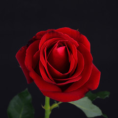 Red rose flower on black background