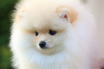 Fototapeta premium cute pet, closeup face puppy pomeranian dog