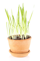 Green grass in flowerpot, isolated on white
