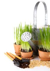 Green grass in flowerpots and gardening tools, isolated on