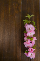 Beautiful fruit blossom on wooden background