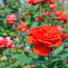 red rose flowers in garden