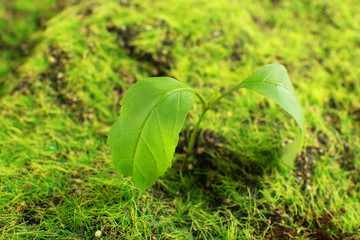 Young sprout in springtime,closeup