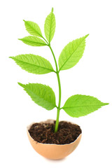 Young green plant growing in eggshell isolated on white