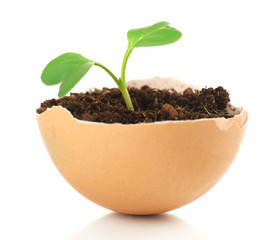 Young green plant growing in eggshell isolated on white