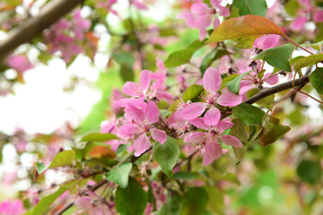 Fototapeta na wymiar Beautiful blossom outdoors