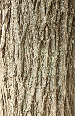 Tree bark texture background