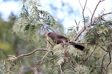 Great Thrush (Turdus fuscater) in Ecuador