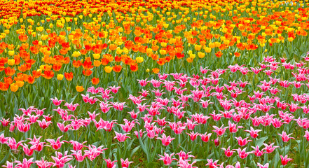 ピンクと黄色のチューリップ