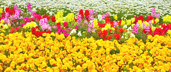 カラフルな花壇