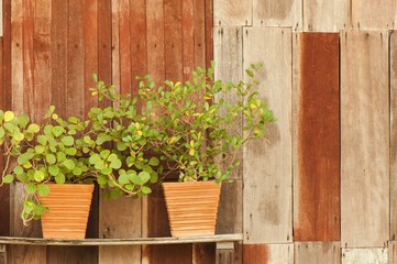 Fototapeta na wymiar Potted plants and wall wooden