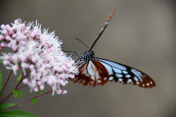 Obraz premium アサギマダラ