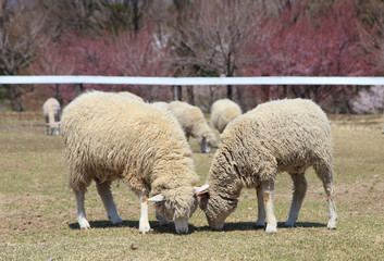 Obraz na płótnie Canvas 牧草を食べる２頭の羊