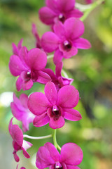 Fototapeta na wymiar Orchid white pink flowers in nature
