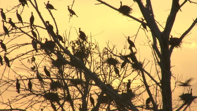 Flying birds cormorants through amazing sunset. Returning birds.