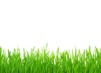Fototapeta premium green grass