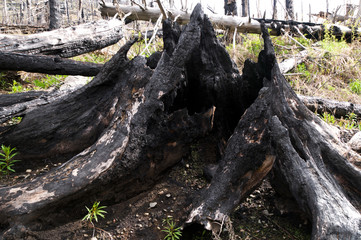 Fire in the forest
