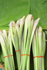 lemon grass in the nature