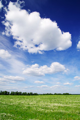 Naklejka premium field