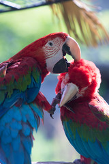 アカコンゴウインコ