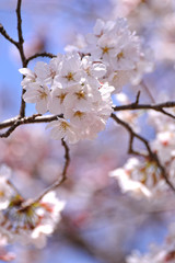 桜