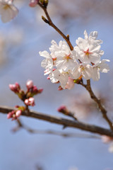 桜