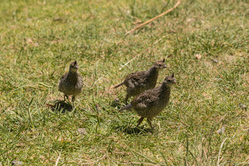 California quail chicks
