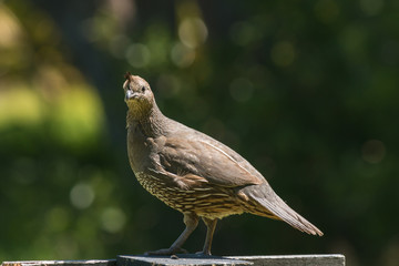 detail of female California quail