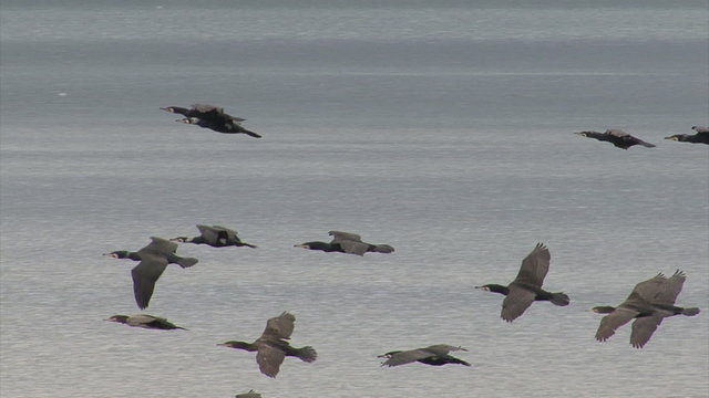 Flock of flying birds cormorants over lake