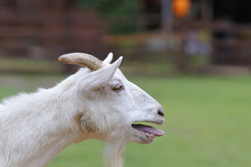 山羊のポートレート