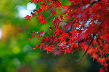 紅葉