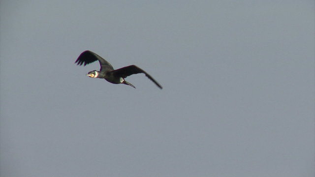 Flying birds cormorants over head.
