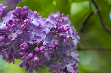 Fototapeta premium Lilac background