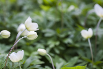 Anemone flowers