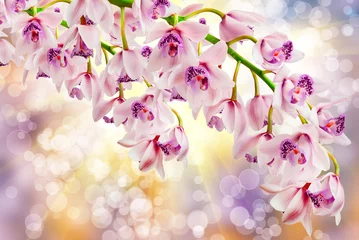 Deurstickers orchidee © sergio37_120