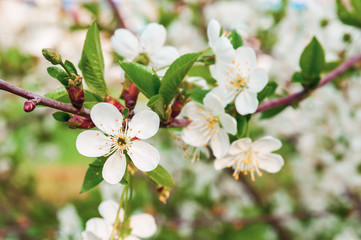 Cherry flowers on the branch