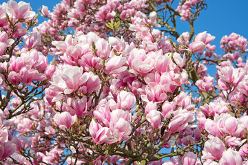 Magnolien - Magnolia