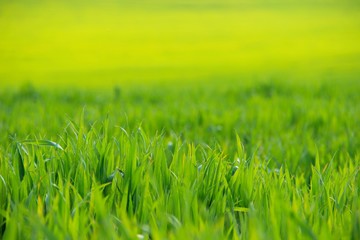 Сельское хозяйство