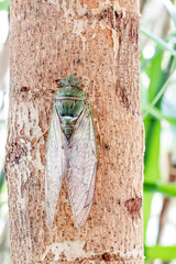 Cicada on tree close up