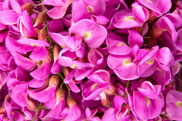 purple sophora flower