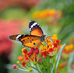 Naklejka premium Butterfly on orange flower